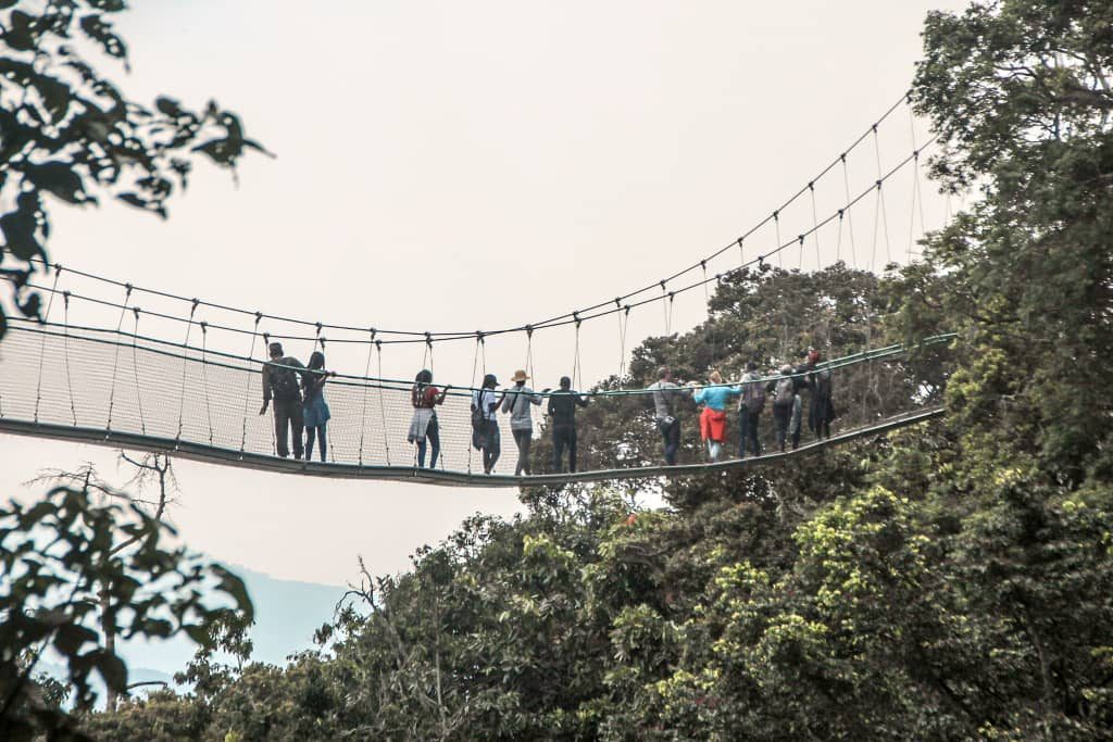 Suspension canopy walkway above misty rainforest treetops