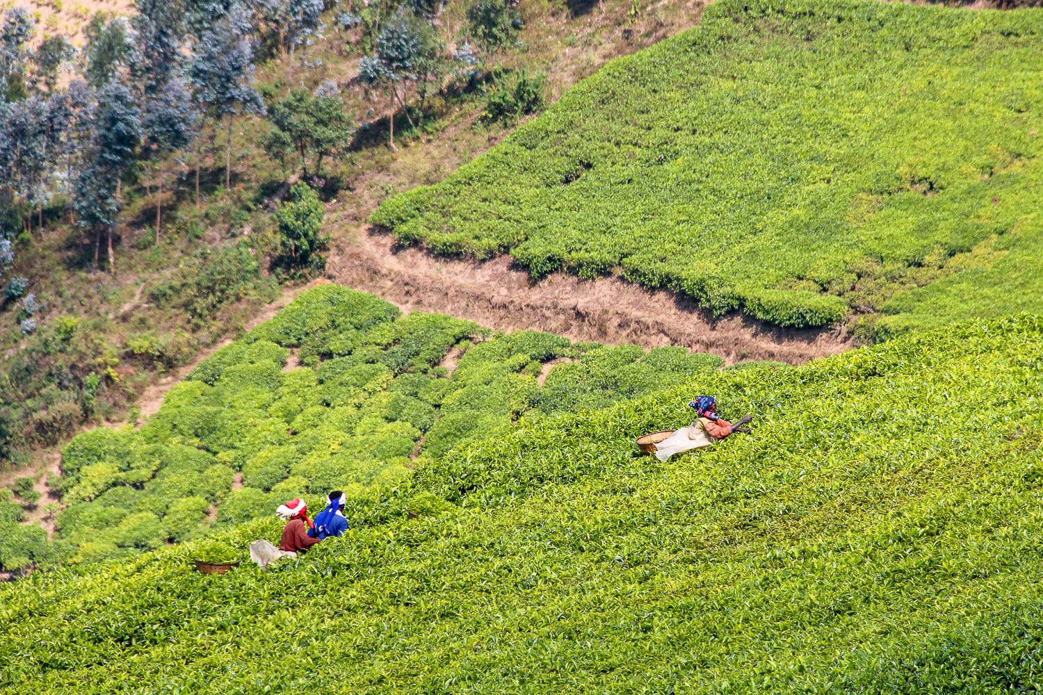 Village community members welcoming visitors near the rainforest edge
