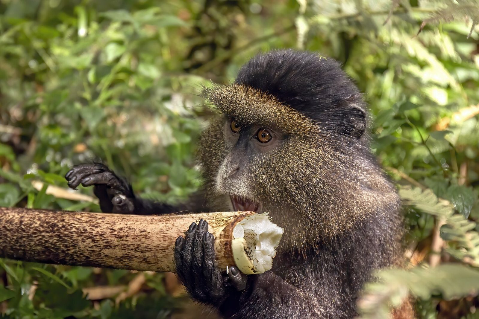 Golden monkey resting in a bamboo forest